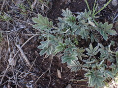 Potentilla hippiana