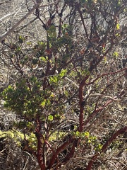 Arctostaphylos sensitiva