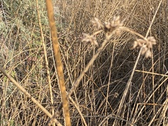 Schoenoplectus acutus