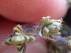 Pimelea