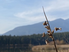 Schoenoplectus acutus