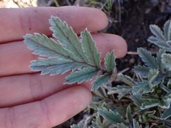 Potentilla hippiana