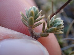 Pimelea