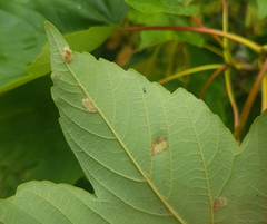 Aceria pseudoplatani