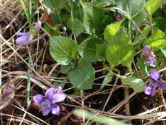 Viola adunca