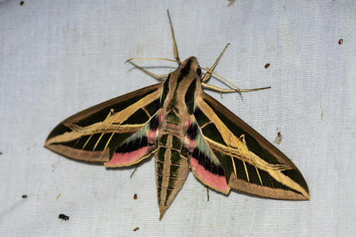 Banded Sphinx