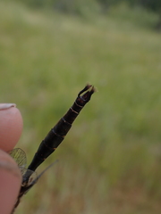 Somatochlora walshii