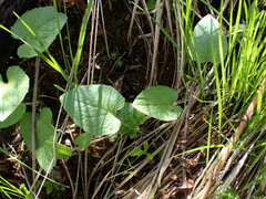 Arnica cordifolia