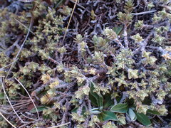 Pimelea