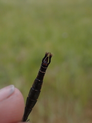 Somatochlora walshii