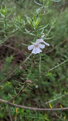 Westringia fruticosa
