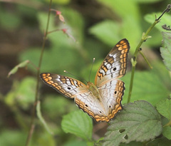 Anartia jatrophae