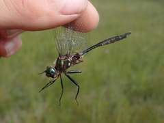 Somatochlora walshii