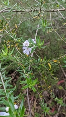 Westringia fruticosa