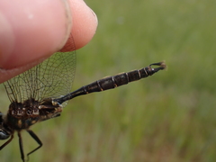 Somatochlora walshii