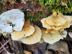 Trametes versicolor