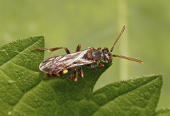 Nomada panzeri