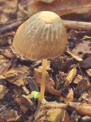 Psathyrella amarescens