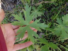Geranium viscosissimum