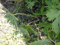 Geranium viscosissimum