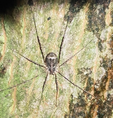 Lacinius dentiger