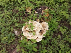 Trametes cubensis
