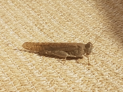 Sphingonotus rubescens