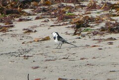 Motacilla alba yarrellii