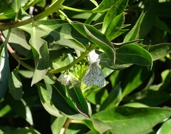 Tatochila mercedis mercedis