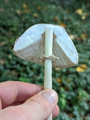 Macrolepiota