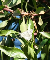 Tatochila mercedis mercedis