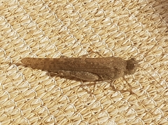 Sphingonotus rubescens