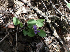 Viola adunca