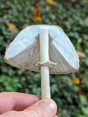Macrolepiota