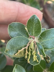 Arctostaphylos sensitiva