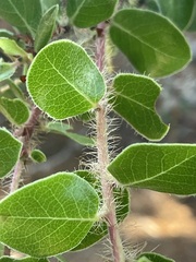Arctostaphylos sensitiva