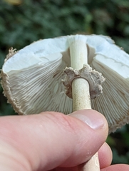 Macrolepiota