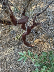 Arctostaphylos sensitiva