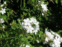 Plumbago auriculata