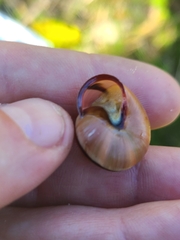 Cepaea nemoralis