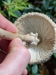 Macrolepiota