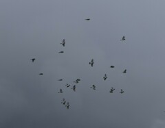 Linaria flavirostris