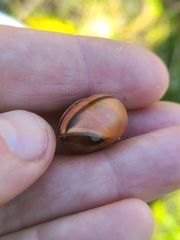 Cepaea nemoralis