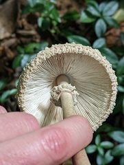 Macrolepiota