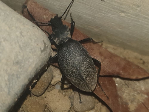 Kožasti trčak (Carabus coriaceus)