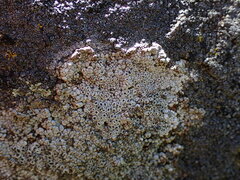 Rinodina