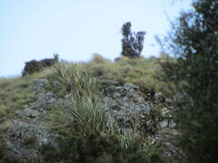 Phormium cookianum