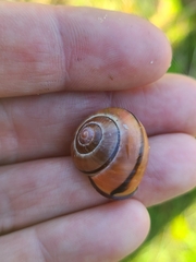 Cepaea nemoralis