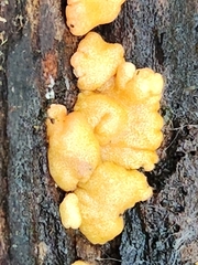 Trichoderma minutisporum