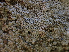 Rinodina
